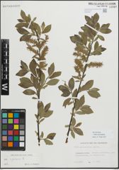 Foto von Salix myrsinifolia Salisb.